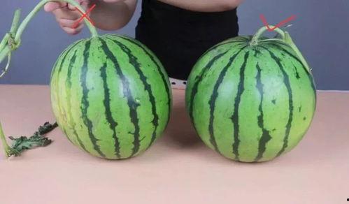 吃鸡的瓜甜不甜,揭秘游戏背后的甜蜜与苦涩  第3张